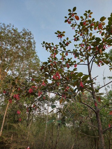 Dipterocarpus obtusifolius, photograph 6
