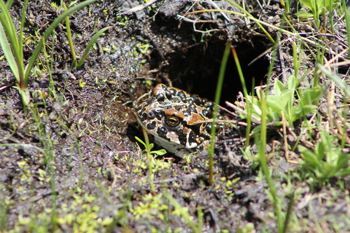 Yosemite Toad (Anaxyrus canorus), a species recorded in California