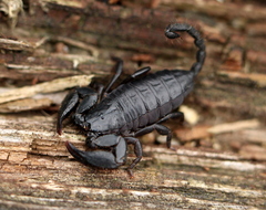 Opisthacanthus capensis