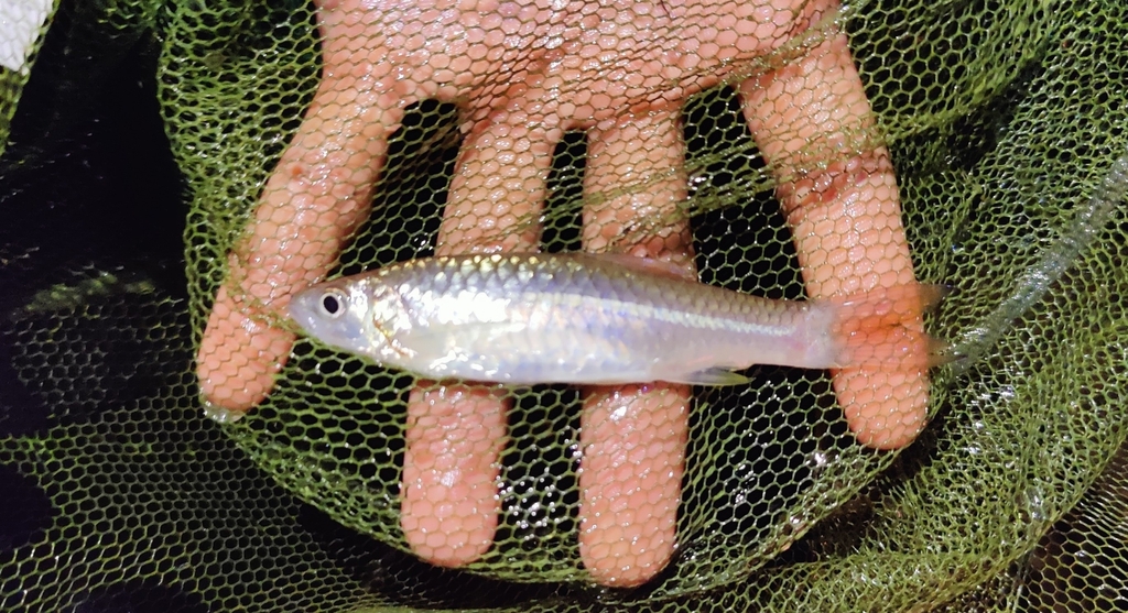 Giant Scissortail (Rasbora caudimaculata)