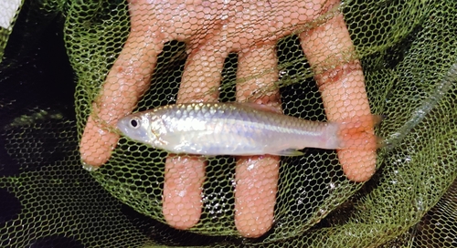 Giant scissortail (Rasbora caudimaculata) — Cyprinidae — 3