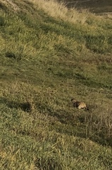 Marmota