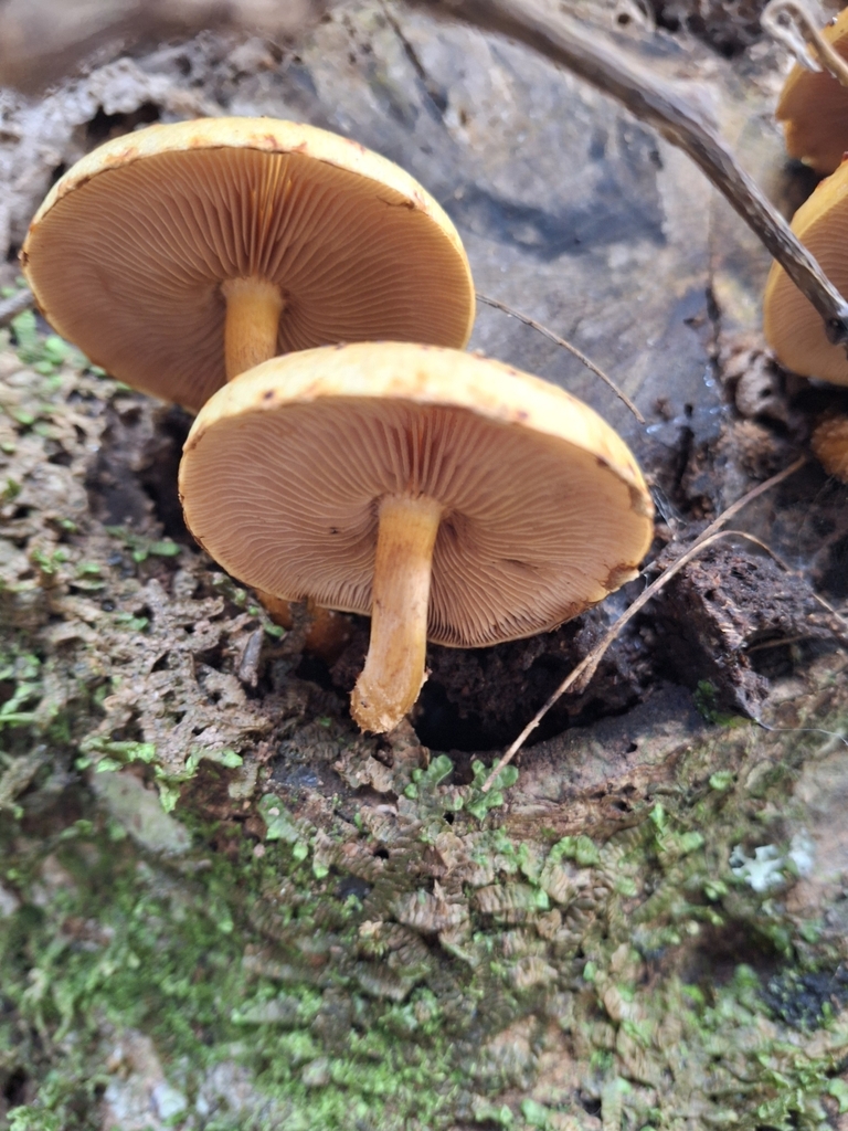 Pholiota glutinosa · May 2025 · photo: © clianthus (iNaturalist, cc-by)