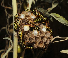 Polistes mongolicus