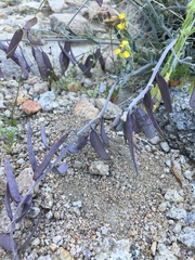 Boechera glaucovalvula