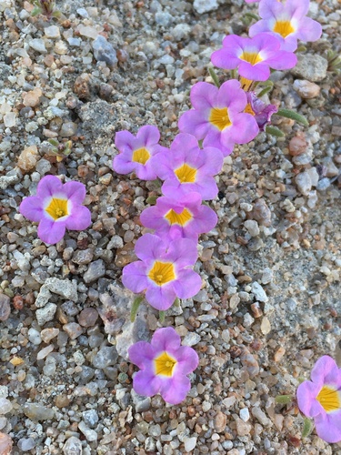 Ground nama (Nama aretioides)