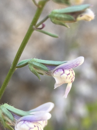 Image of Sairocarpus kingii by (c) Matt Berger, some rights reserved (CC BY)