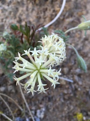 Chaenactis macrantha