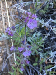 Phacelia vallis-mortae