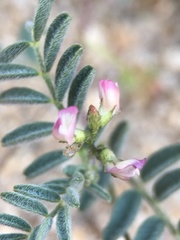 Astragalus acutirostris