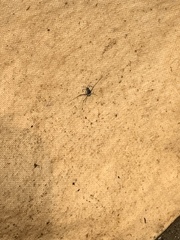Gerromorpha