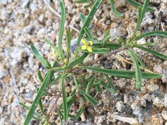 Cleomella parviflora