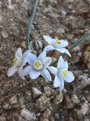 Muilla coronata