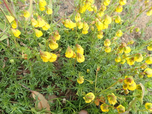 Hermannia pinnata