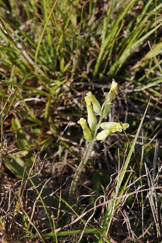 Image of Lachenalia algoensis by (c) Karen Eichholz, some rights reserved (CC BY)