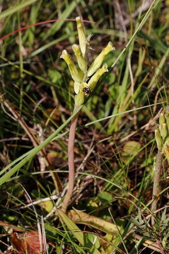 Image of Lachenalia algoensis by (c) Karen Eichholz, some rights reserved (CC BY)