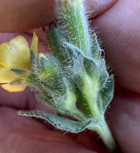 mountain stickleaf (Mentzelia montana)