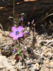 Gilia cana