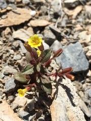 Erythranthe calcicola