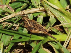 Tetrix ceperoi