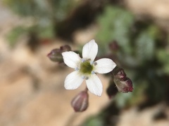 Gilia clokeyi