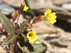 Erythranthe calcicola