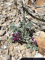 Astragalus mohavensis