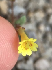 Erythranthe calcicola