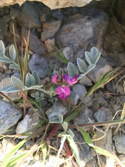 Astragalus mohavensis