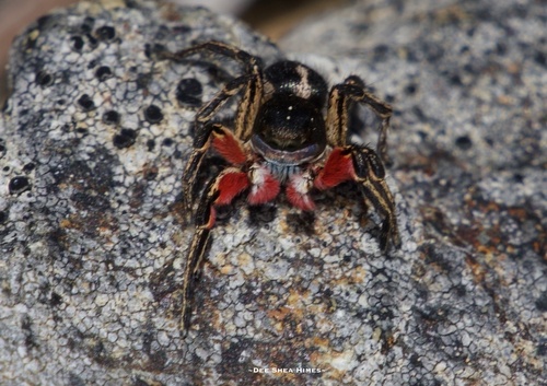 Habronattus americanus photo 4