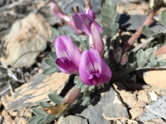 Astragalus newberryi