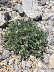 Erigeron aphanactis aphanactis