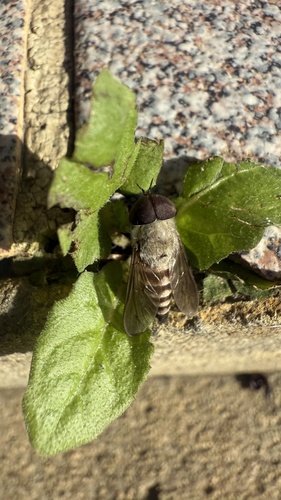 Tabanus vestitus