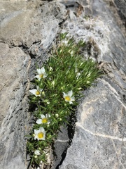 Linanthus demissus