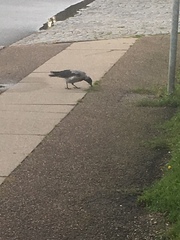 Corvus cornix