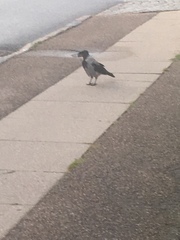 Corvus cornix