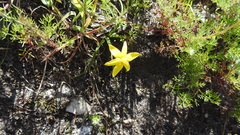 Pauridia serrata serrata