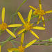 Broom-like Ragwort - Photo (c) Jerry Oldenettel, some rights reserved (CC BY-NC-SA)