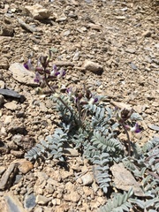 Astragalus layneae