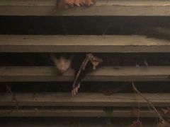 Didelphis virginiana