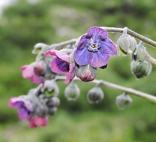 smallbristle hound's tongue (Cynoglossum microglochin)