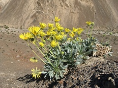 Enceliopsis covillei