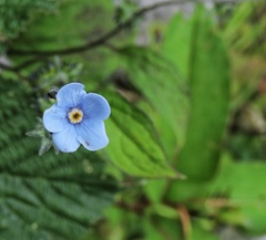 Hackelia uncinata
