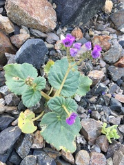 Phacelia calthifolia