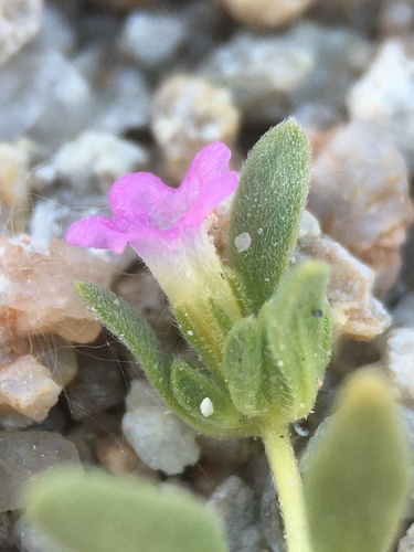Image of Nama depressa by (c) Matt Berger, some rights reserved (CC BY)