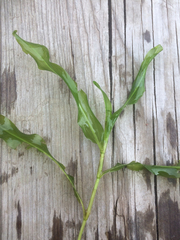 Potamogeton praelongus