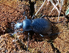 Carabus cavernosus cavernosus