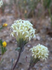 Chaenactis macrantha