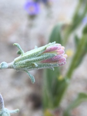 Chaenactis macrantha