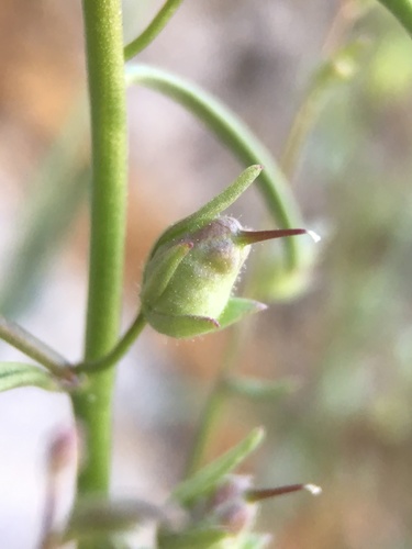 Image of Sairocarpus kingii by (c) Matt Berger, some rights reserved (CC BY)